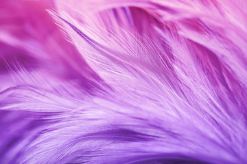 Purple chicken feathers in soft and blur style for background