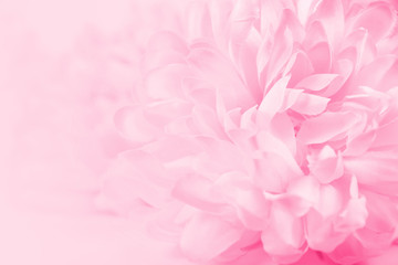 Fototapeta premium Beautiful pink chrysanthemum flowers in soft style for background
