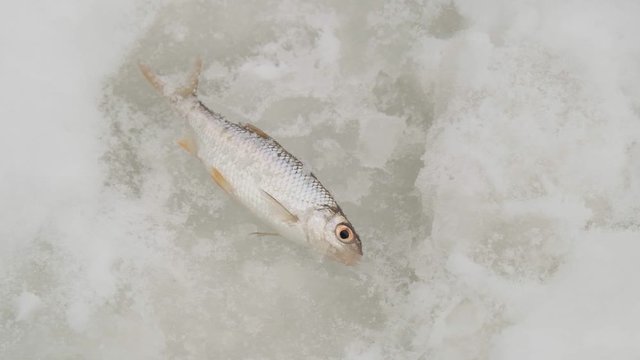 Caught fish lying in the snow