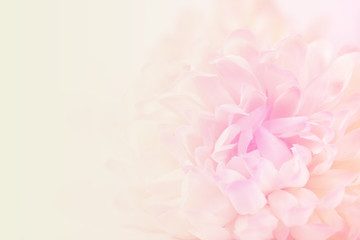 Chrysanthemum flowers in soft pastel color and blur style for background