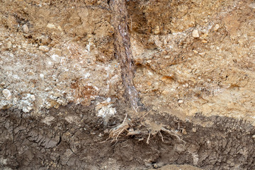 slide view of pine tree roots