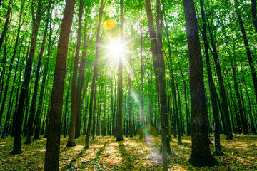 a forest trees. nature green wood sunlight backgrounds.