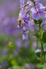 February orchid with small purple flowers in the wild
