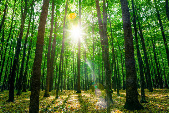 a forest trees. nature green wood sunlight backgrounds. © vovan