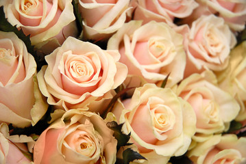 Group of beautiful light pink roses texture background
