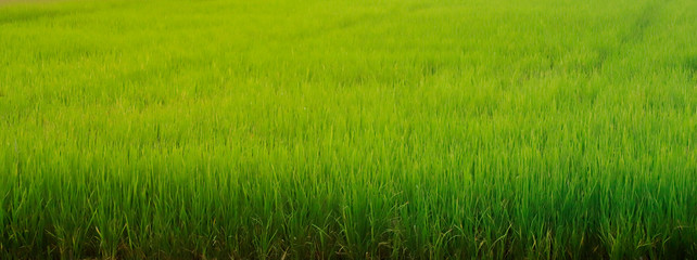 Green rice fields in Sungai Besar - well known as one of the major rice producers in Thailand.