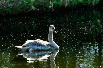 young swan swimming on lake