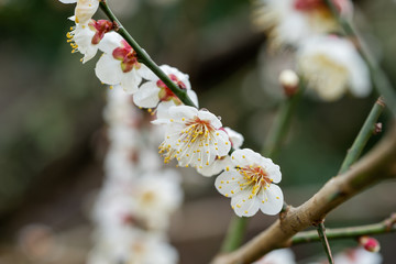 梅の花