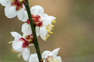 梅の花