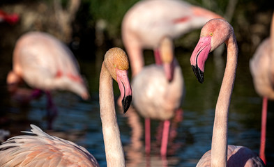 Two pink flamingos staring at each other with others in the background