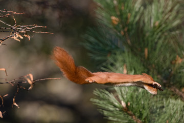 A squirrel jumping from a branch to anotrher 
