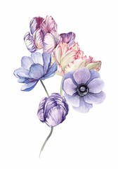 watercolor illustration flower composition with tulip, anemone, rose