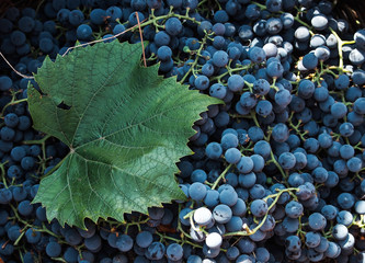red wine grapes on the vine