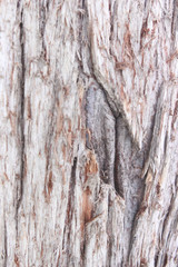 tree bark. the wood texture