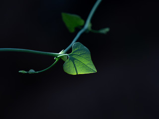 植物の若葉　黒背景