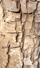 beautiful and very old bark