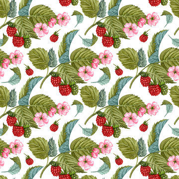 Watercolor raspberry seamless pattern on white. Raspberry berries and flowers pattern. Seamless pattern with hand drawn raspberry bush.
