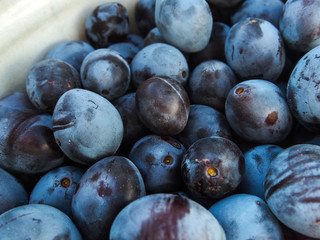 blueberries on a white background