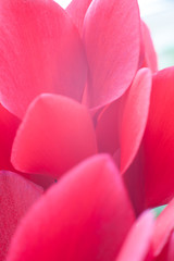 Abstract soft focus background with closeup cyclamen petals on the white background