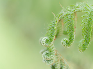シダ植物の新芽　日本　春