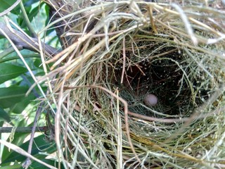 Estrildid finches nest and the egg on the branch with leaves background