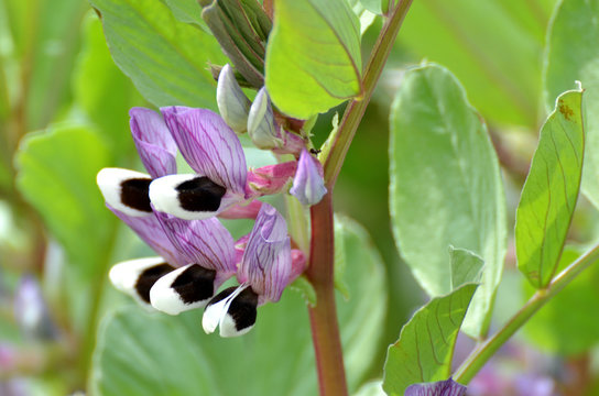 Silkworm bean flowers blooming in the fields in spring