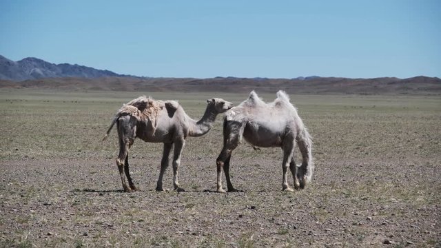 Two camels graze in the stobe desert of Western Mongolia