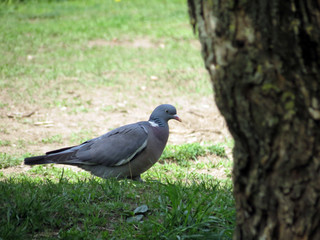 pigeon on grass