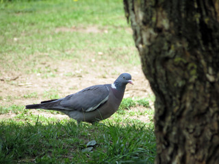 pigeon on green grass