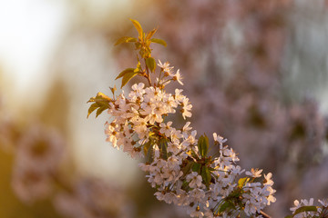 A branch of a flowering cherry
