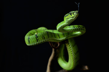 green tree python