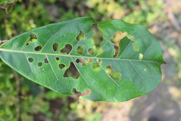 a damaged leaf in daylight