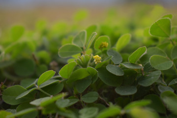 Obraz premium oxalis acetosella with natural backround