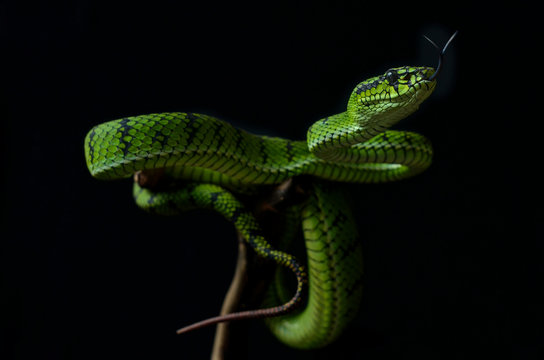 green lizard on tree