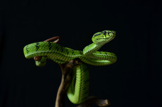 green tree python
