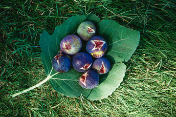 Ripe figs on a Fig leaf. Red cores of ripe figs