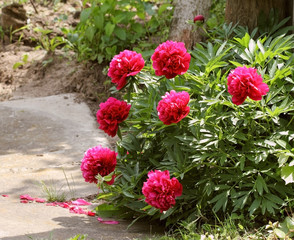 Blooming pink peony in the garden