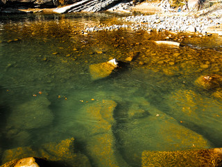 autumn leaves in the water
