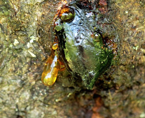 Resin on a tree in orchard