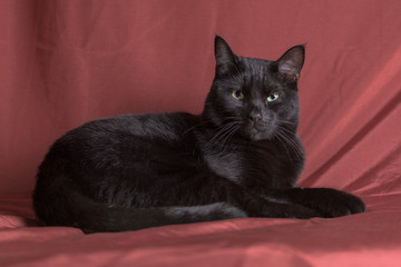 Black cat with green eyes close up