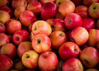 Fototapeta na wymiar apples, Fresh and delicious organic fruits