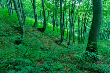 緑に包まれる夏のブナ林