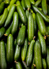 Cucumber Fresh and delicious organic fruits and vegetables