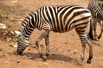 Fototapeta premium A zebra with its head down