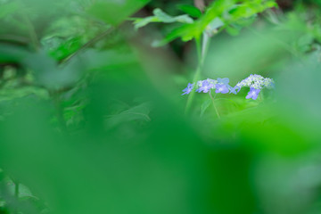 自生している紫陽花
