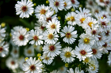 close up of bush of white daisies. white floral background. selective focus.  Tender romantic floral background.