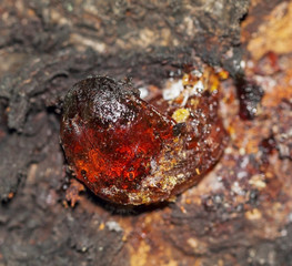 Resin on a tree in orchard