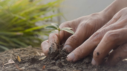 People are planting trees Growth,Watering plants and planting trees