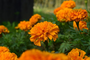 marigold flower blooming in the field