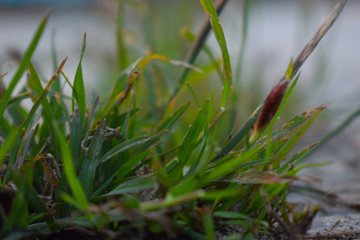 dew on grass in the morning